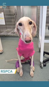 The RSPCA is caring for the thinnest animal they say they've ever rescued. #RSPCA #dog #rescue #animal | Channel 5 News