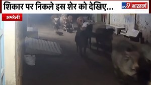 1.2M views · 2.5K reactions | Gujarat के Amreli में किससे डर कर भाग रहीं थी गायें ? https://www.tv9bharatvarsh.com/latest-news | TV9 Bharatvarsh | Facebook