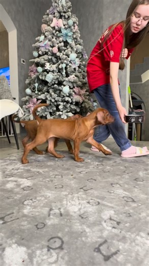 Ridgeback Kennel Kiswahili 🇺🇦🌾 | We have Rhodesian Ridgeback puppies available!❤️🔥🧿#kiswahiliridgeback #rhodesianridgeback #ridgeback #родезийскийриджбек #родезійськийріджбек | Instagram