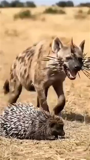 Una wey no wan repent for my matter, you don see am, na so una go take collect very soon Touch me by error, die by correction #highlight | Sunday Joseph Ojo