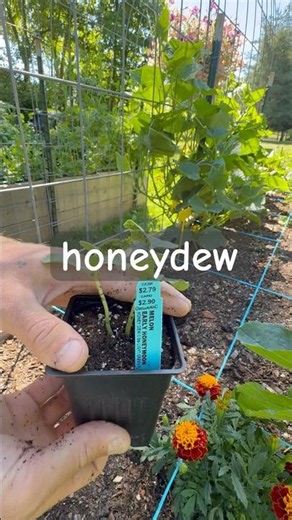 Planting honeydew melon #gardening#vegetables#fruit#gardener#compost