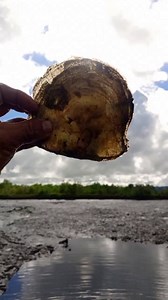 Sa adlaw😱 #shells #muddy | Manginhasay Vlog
