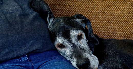 How to tell if your older dog’s health decline means the end is near