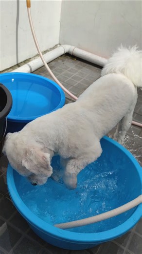 my dog wanted to help me wash clothes 😍 #chosenthelhasaapso