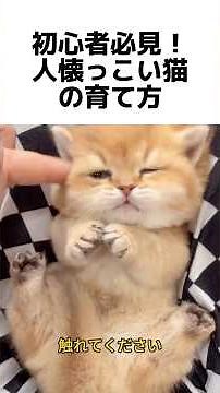 初心者必見！人懐っこい猫の育て方#猫の飼い方 #猫トレーニング #甘えん坊猫 #初心者向け #猫のしつけ