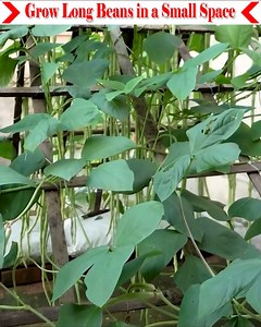 Today I will teach you how to grow long beans in a small space. You will get such a yield by using only one fertilizer. Which I hope no one has taught before. When the long beans plant is 25 days old, apply Naptheil acid ed acid pgr at the base of the plant at the rate of 2 grams per liter. And see the magic how many flowers the plant produces. Watch the full video for details, thank you. | Small Vegetable Garden