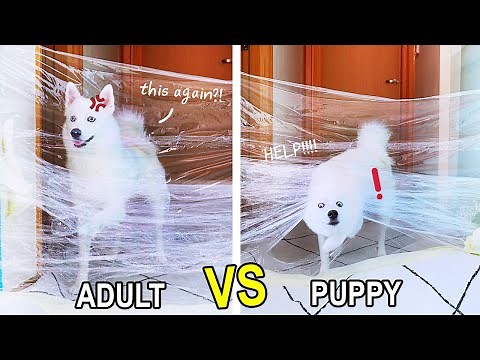 Puppy can DO THIS better than adult?! INVISIBLE WALL CHALLENGE | MiniMoochi