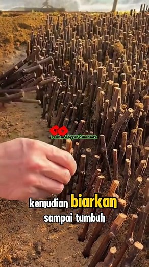 165K views · 1.6K reactions | Cara membuat bibit anggur siap tanam #semai #anggur #penyemaian | Saepul Rahman | Facebook