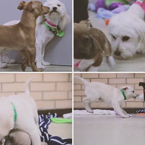 It’s National Puppy Day, and we’re celebrating with our 4th Annual Puppy Palooza! These are just a few of the doggies from LA Animal Services that we’re featuring through 9am on ABC7. Check out our posts from Wednesday and Thursday to see all of the puppies available for adoption today at noon. Share this post with anyone looking for a pet! | ABC7 Morning Show