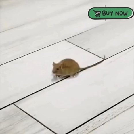 Nenechte škůdce ovládnout váš domov! 🐀🚫 Ultrazvukový odpuzovač PESTNINJA vyžene myši, šváby, pavouky a další nežádoucí návštěvníky z každého kouta — bez jedu, bez nepořádku, bez rizika. Získejte zpět kontrolu nad svým domovem ještě dnes! 👉 Nakupujte nyní! https://etrgovinca.cz/výrobek/odpuzovac-skudcu-pestninja/?utm_campaign=120237512587210388 | ETrgovinca Česká