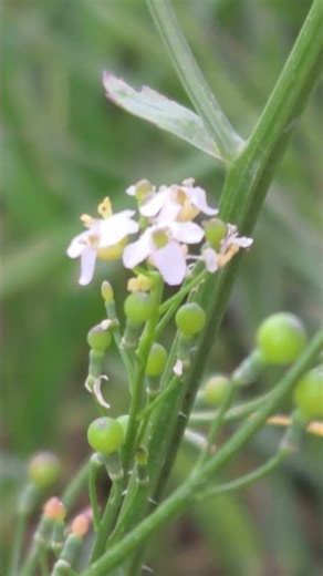 כרבה ספרדית פורחת كرنبة إسبانية Crambe hispanica