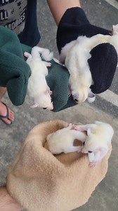 kuya ken's tamed sugar glider🐿 thanks for watching🙂 | Supreme Exotics PH