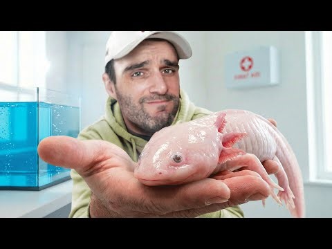 My axolotl is sick, off to the emergency room!