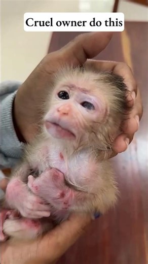 Cruel Owner almost lost his eye and left - #monkey