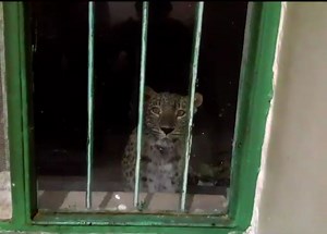 VIDEO: Rare sighting of Persian leopard in Seidva Nat. Park