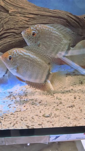 Heros sp. Turquoise Lago Juá Aquahaus-gaus.de - das Cichlidenparadies Link zum Shop https://aquahaus-gaus.de/p/heros-sp-turquoise-lago-jua-12-15cm #severus #heros #südamerikacichliden #aquaristik | Aquahaus Gaus