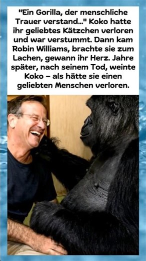 Die ungewöhnliche Freundschaft zwischen Gorilla Koko und Robin Williams.