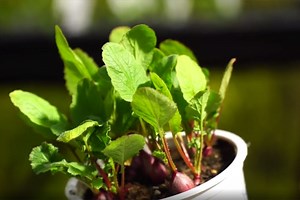 Comment semer des radis en pot à la maison