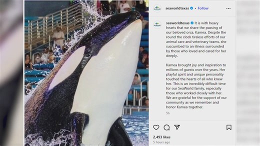 SeaWorld San Antonio announces death of orca