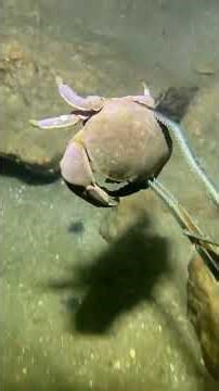 #eels #fishing #crab #deepsea #nature #beach #diving #catchthesea #seafood #lobster