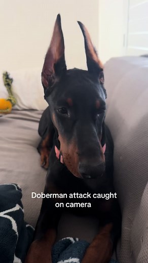 Doberman Attack Captured on Camera
