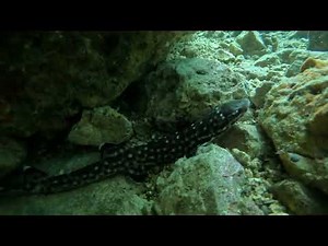 말라파쿠아 가토섬 괭이상어 (Shark in Gato Island) #말라파스쿠아 #괭이상어 #가토섬
