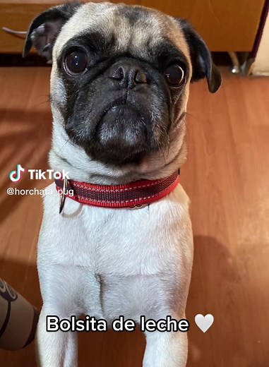 Mi masita de pan 🤍 #pug #fyp #xbyzca #mascotas #foryoupage #cute #tiktok #trend