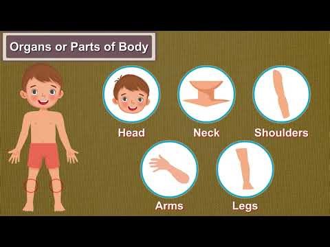 Science Today | Ch-5 Bones and Muscles | Class 2 | Science Full Chapter