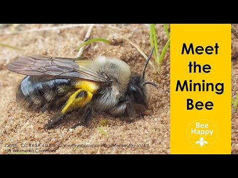 Meet the Mining Bee