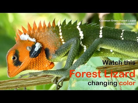 Watch this Lizard changing Color - Calotes calotes, the common green forest lizard - Indian Lizard