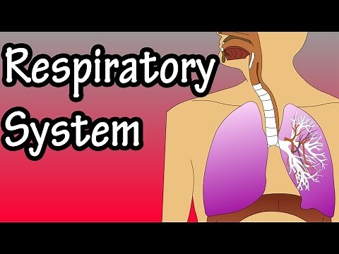 Respiratory System - How The Respiratory System Works