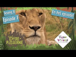 Løvemor Sera besvimer | Dyrepasserne S8E7 | Dyreparken