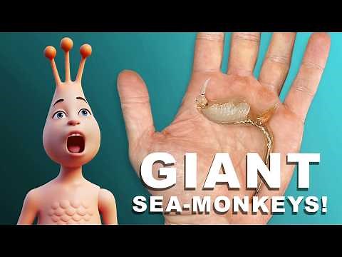 Growing GIANT Beavertail Fairy Shrimp!