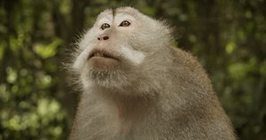 Close Macaque Monkey Talking Making Noises Stock Footage Video (100% Royalty-free) 1066599229 | Shutterstock