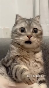 Funny Moments 😂❤️ . . #meme #funny #scoobyreacts #catreaction #cat #explore #laugh#reels #trending | Cat React1on