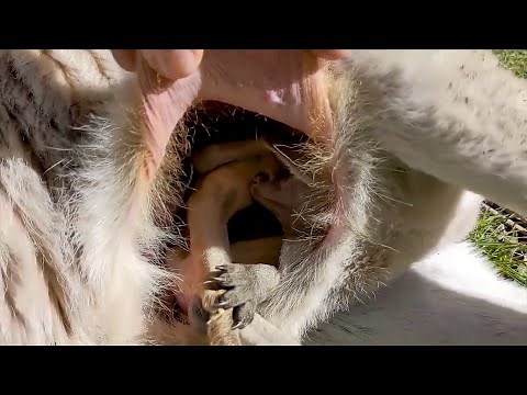 Kangaroo Giving Birth and Carrying Baby