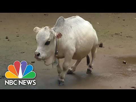 How Now, Tiny Cow? Bangladesh Bovine Hopes To Break Size Record