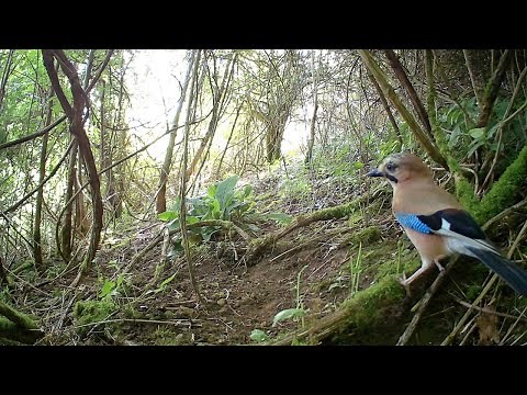 1 Hour of Trail Camera Footage - UK Birds