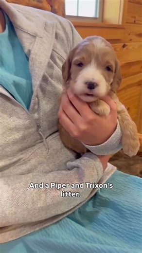 🌟 Dusty 🌟 #minigoldendoodle #minigoldendoodles #minigoldendoodles | Golden retriever puppies for adoption