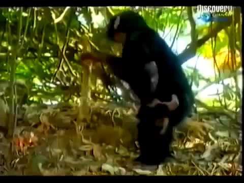 Evolution Of Man Documentary Channel - History Channel Documentary The human origins