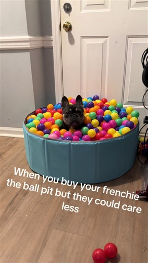 Frenchie Discovers Ball Pit Fun