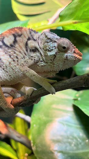 What a 6 month old female panther chameleon looks like ✨ #femalechameleon #babychameleon #pantherchameleon #girlswithreptiles #chameleoncare #howilovebeingawoman #reptilekeeper #reptiles #chameleonsoftiktok