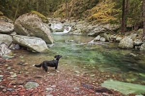 How To Install The Filter On A Drinkwell Pet Fountain - Cuteness