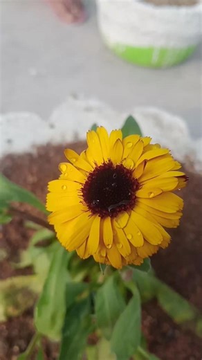 How to plant a Cenduala flower plant #planting #planting in homemade planter #Gardenthumb984