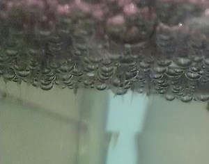 Alien Betta Fish Breeding Assignment