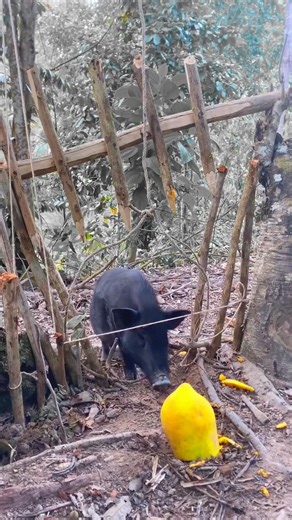 Into the Wild: Boar Hunting Adventure#wildlife #hunting #wildboar #challenge #adventure #nature @