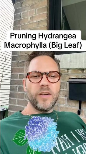 Pruning Big Leaf Hydrangeas (macrophylla) #hydrangea #pruning