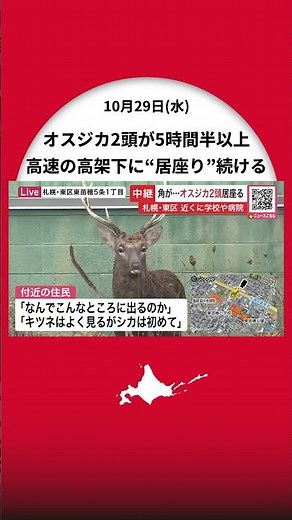[Ezo Deer News] Two male deer, one about 3 years old and the other about 1-1.5 years old, have be...