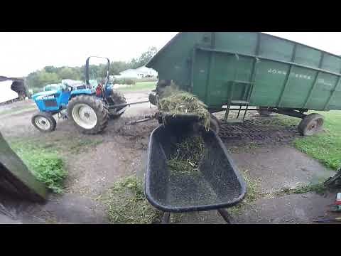 Feeding Green Chop to the Cows