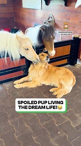 Cutest cross-species smooch ever 😂💞 | Fluffy Animals